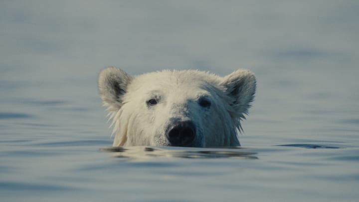 Still from Nuisance Bear