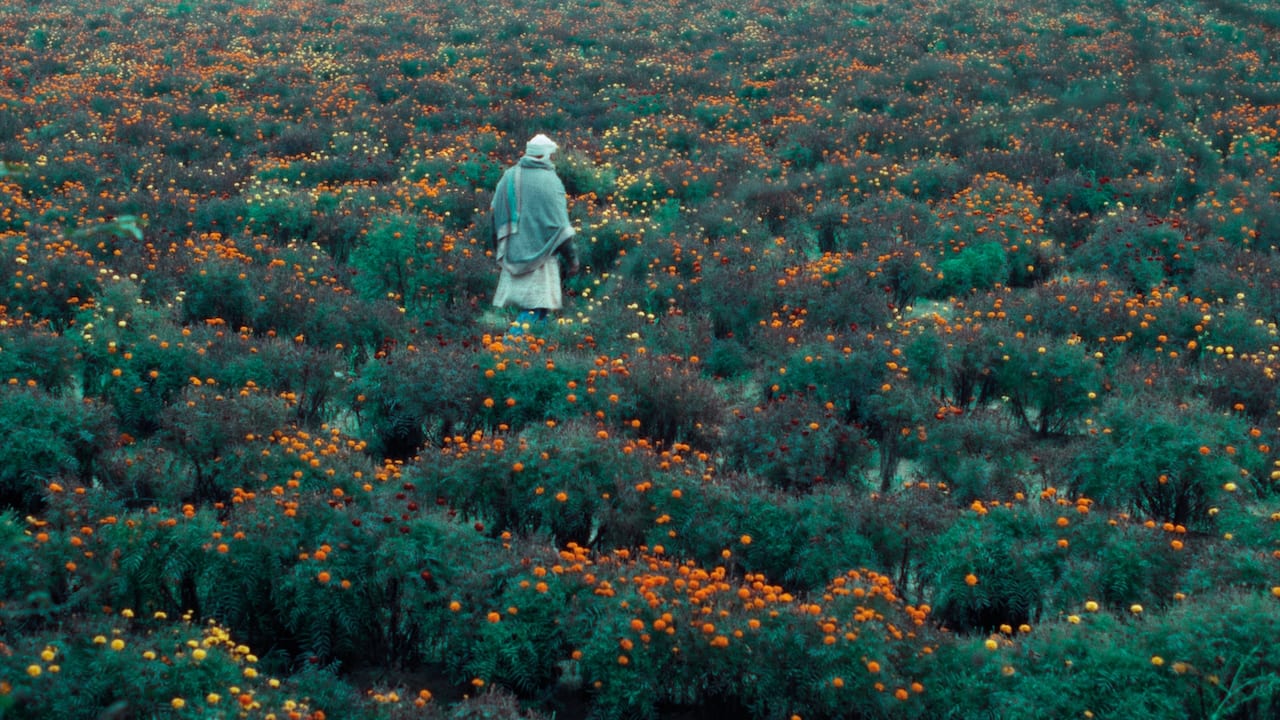 Still from The Calf Doll