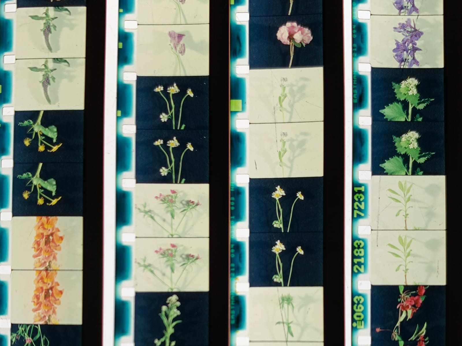 Still from Currents Program 5: Fields of Vision